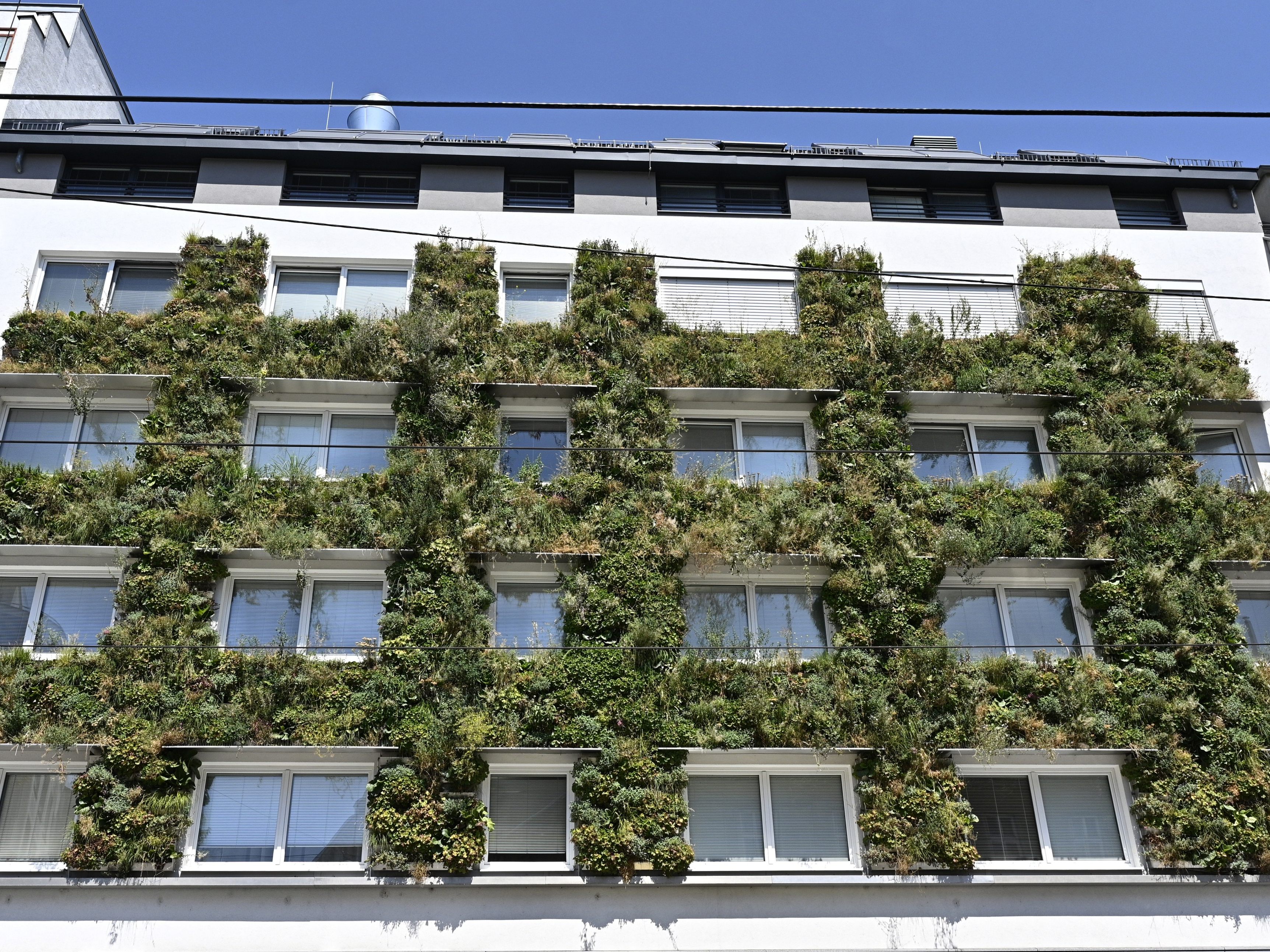 Drei Millionen Euro beträgt das Sonderbudget der Stadt Wien für Baumpflanzungen und Begrünungsmaßnahmen im Jahr 2020.