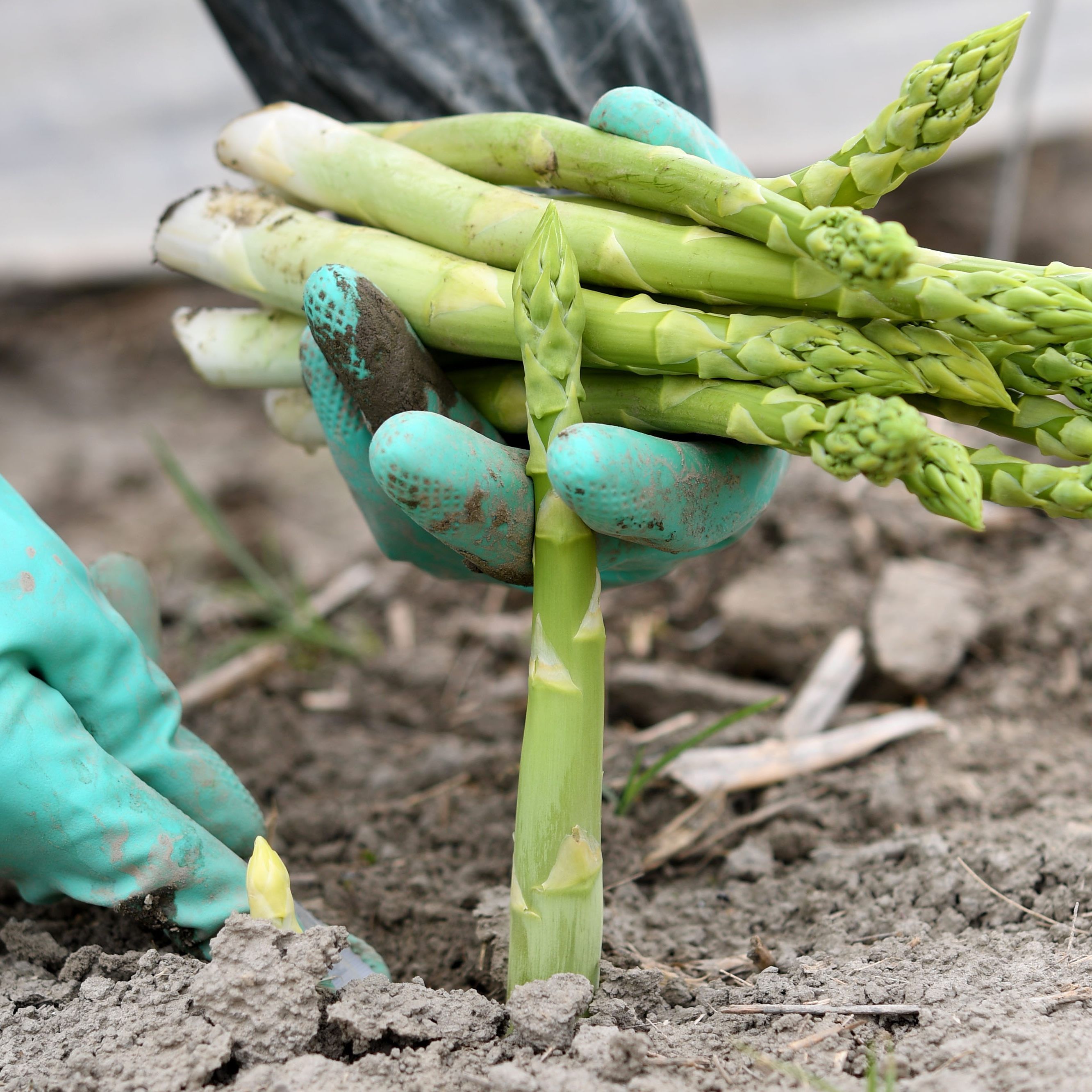 Erntehelfer für die Spargelente fehlen weiterhin.