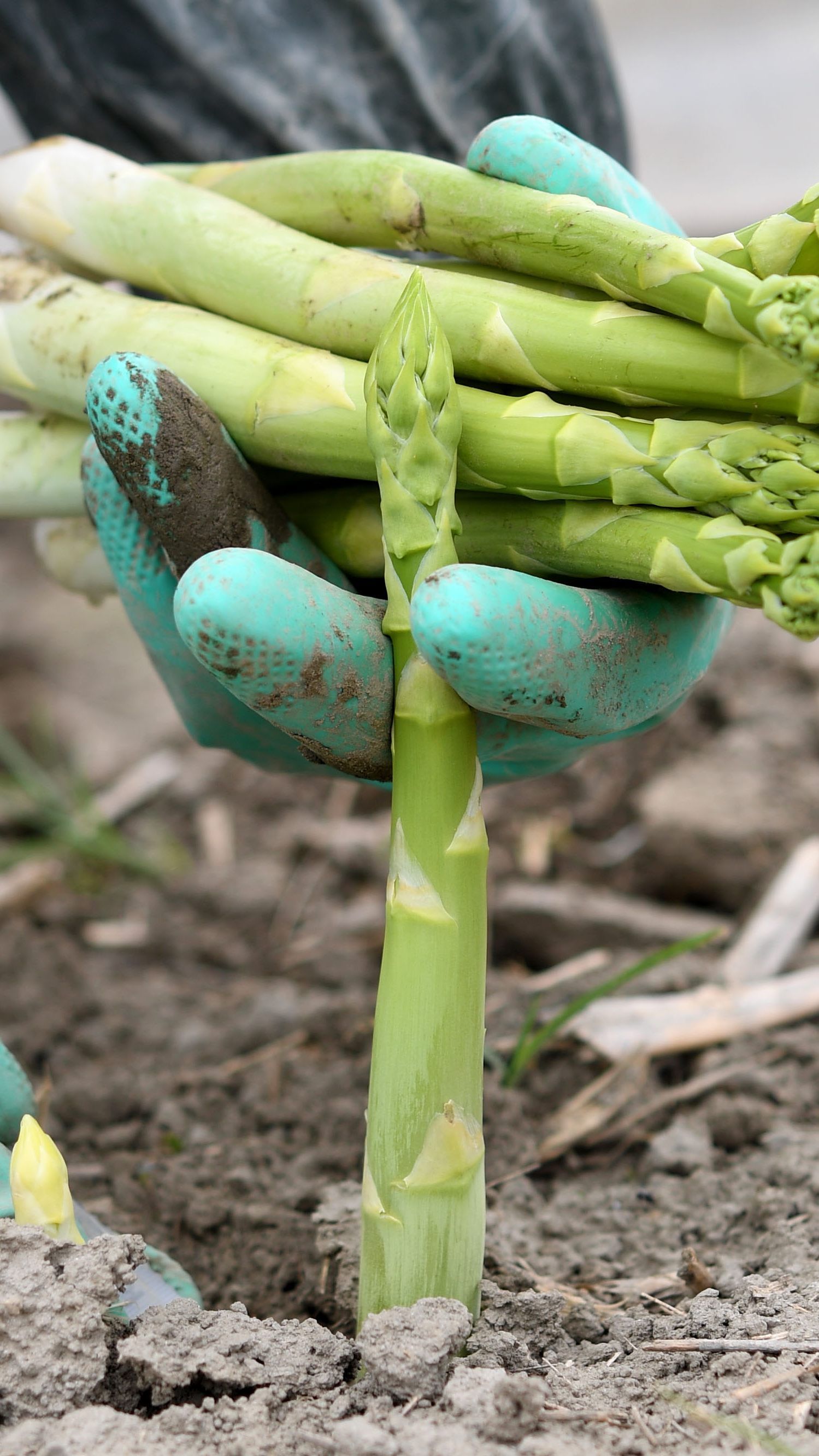Erntehelfer für die Spargelente fehlen weiterhin.