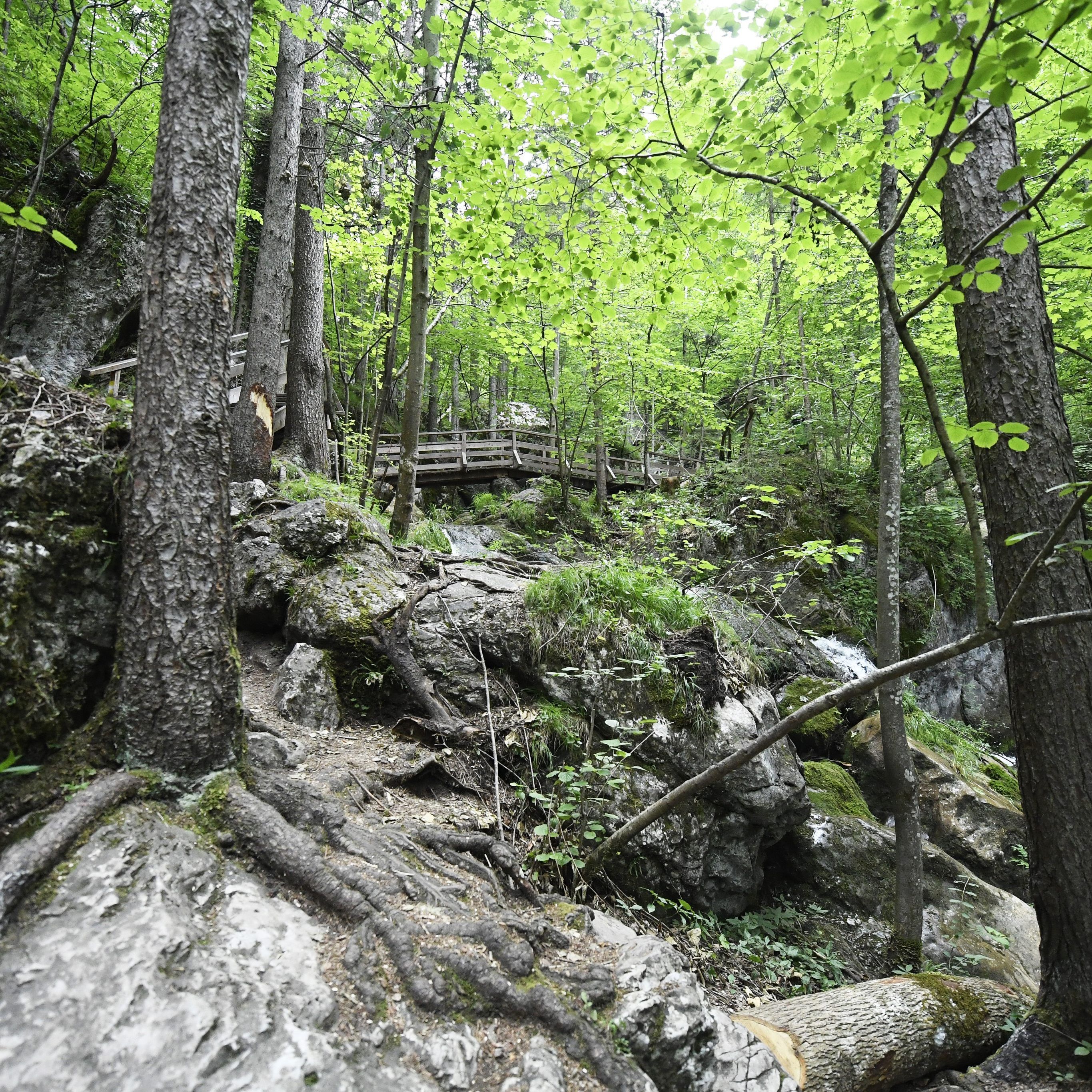 Die Corona-Krise bedroht auch die Forstwirtschaft.