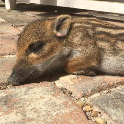 Das mutterlose Wildschweinjunge Berta wird im Wiener Tierschutzverein betreut