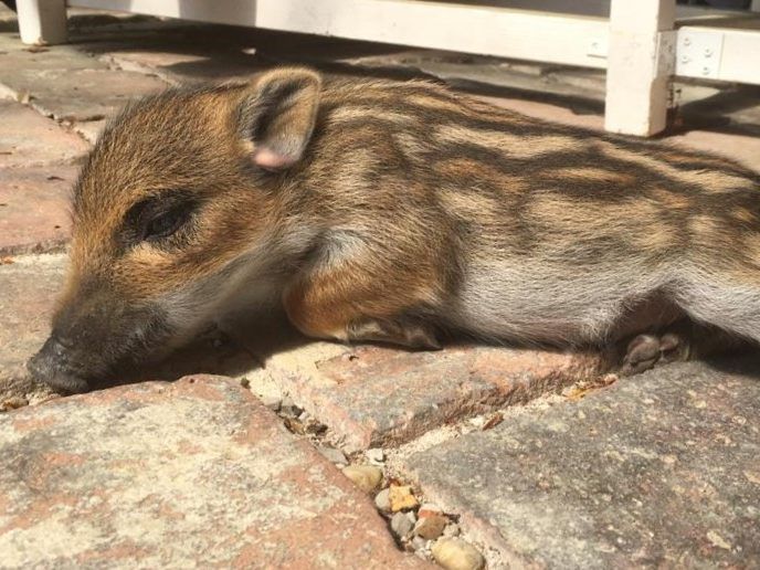 Das mutterlose Wildschweinjunge Berta wird im Wiener Tierschutzverein betreut