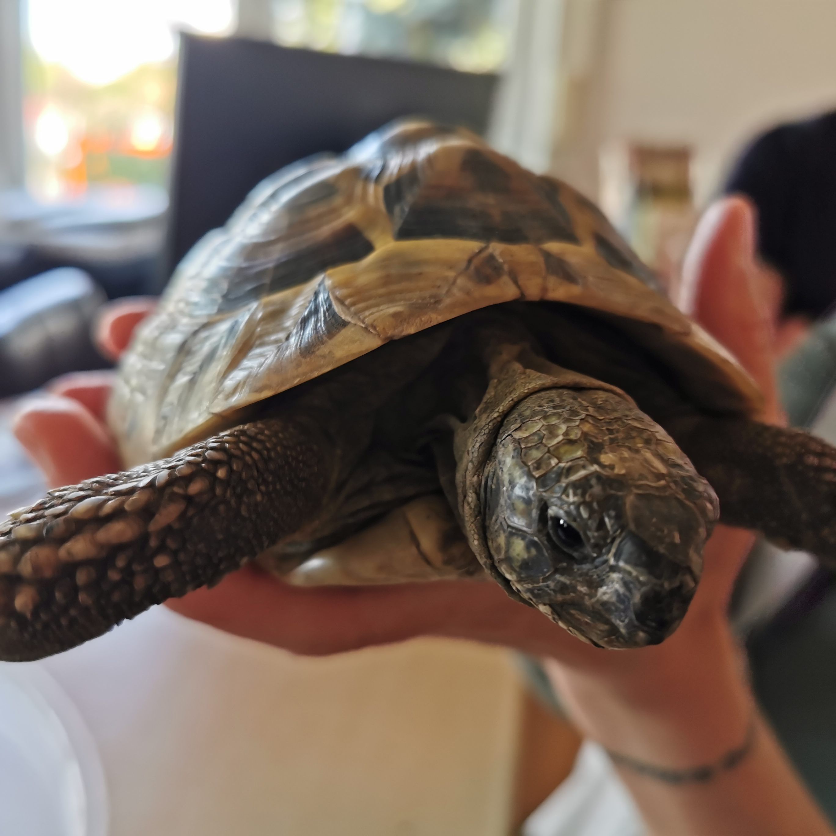 Die gerettete Schildkröte "Franzl" im Wiener Tierschutzverein.