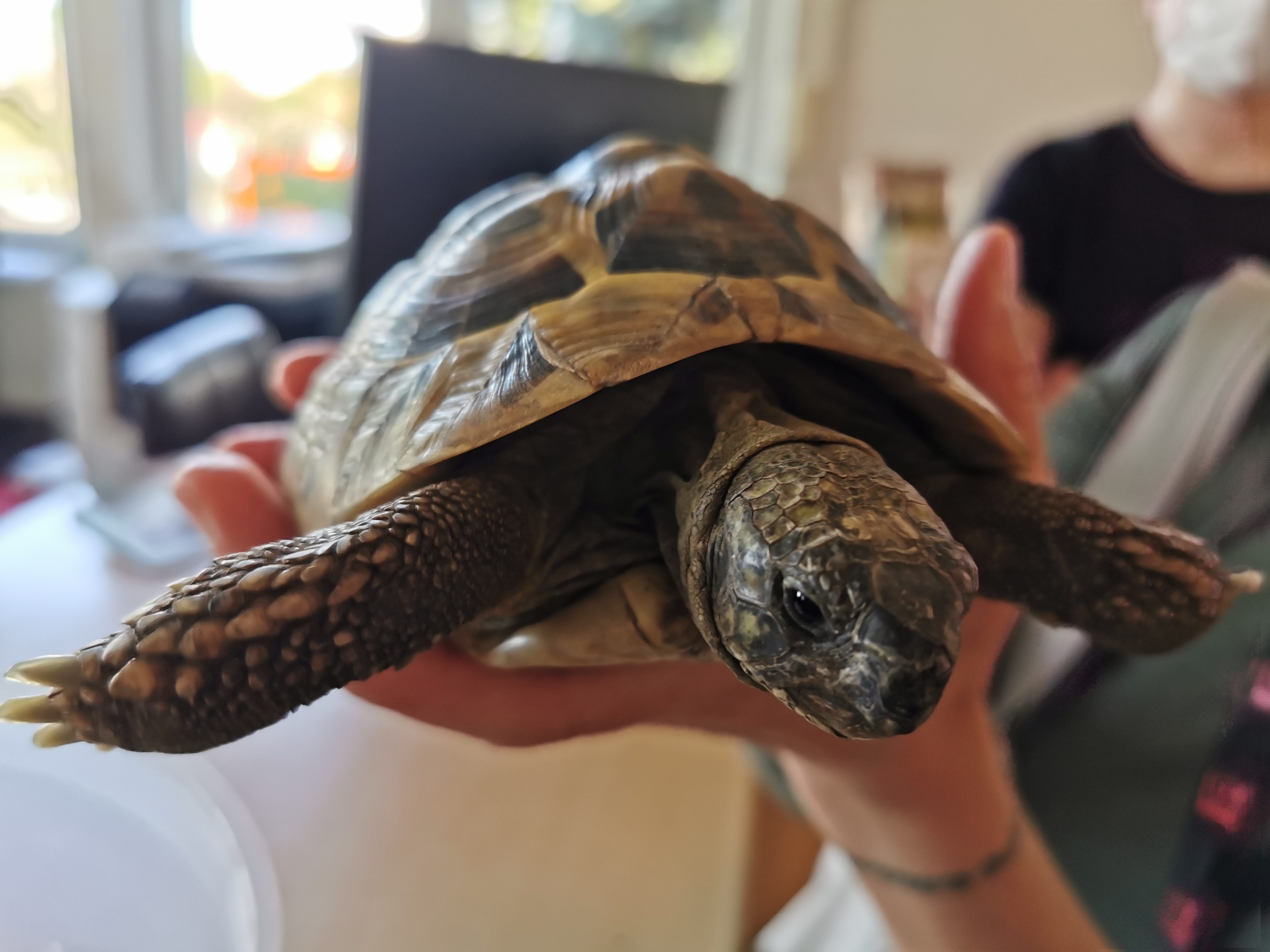 Die gerettete Schildkröte "Franzl" im Wiener Tierschutzverein.