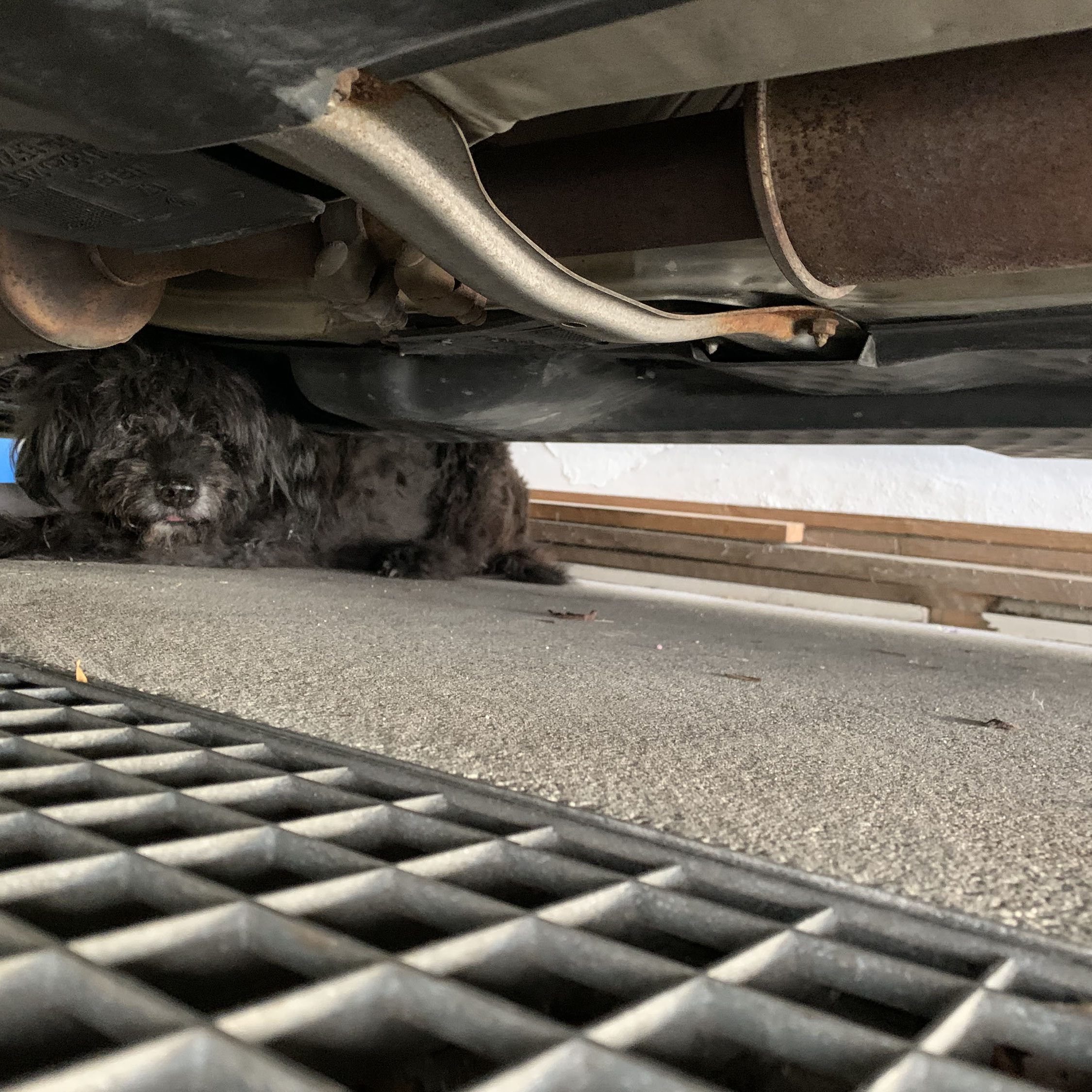 Es gelang erst mit Hilfe der Feuerwehr, die eingeklemmte Hündin Cassy zu befreien