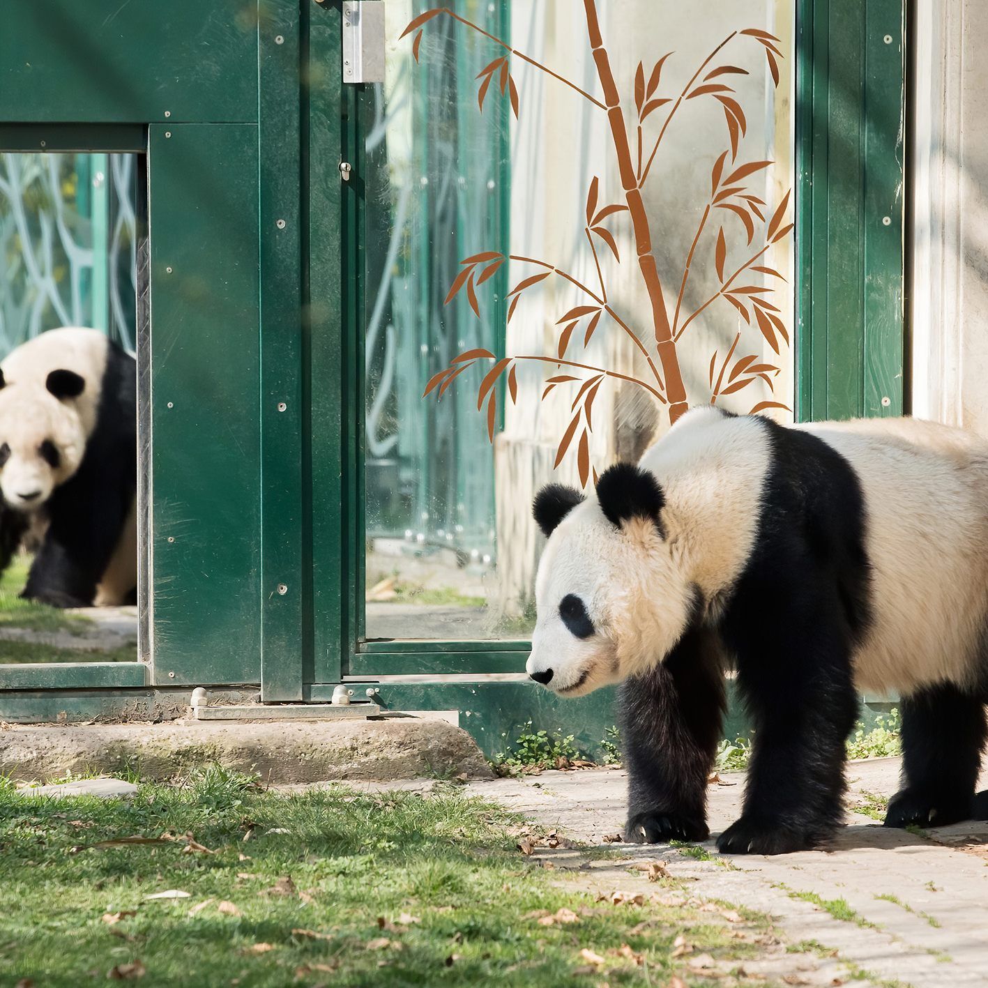 Yang Yang und Yuan Yuan sind erstmals aufeinander getroffen