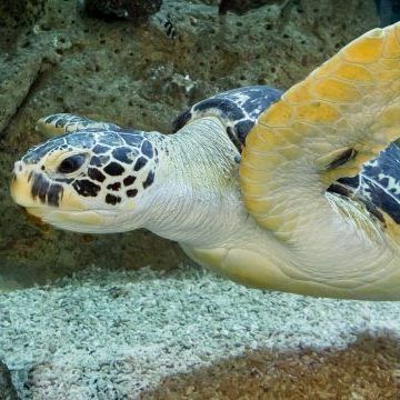 Das "Haus des Meeres" in Wien hat trotz fehlender Einnahmen enorm hohe laufende Kosten.