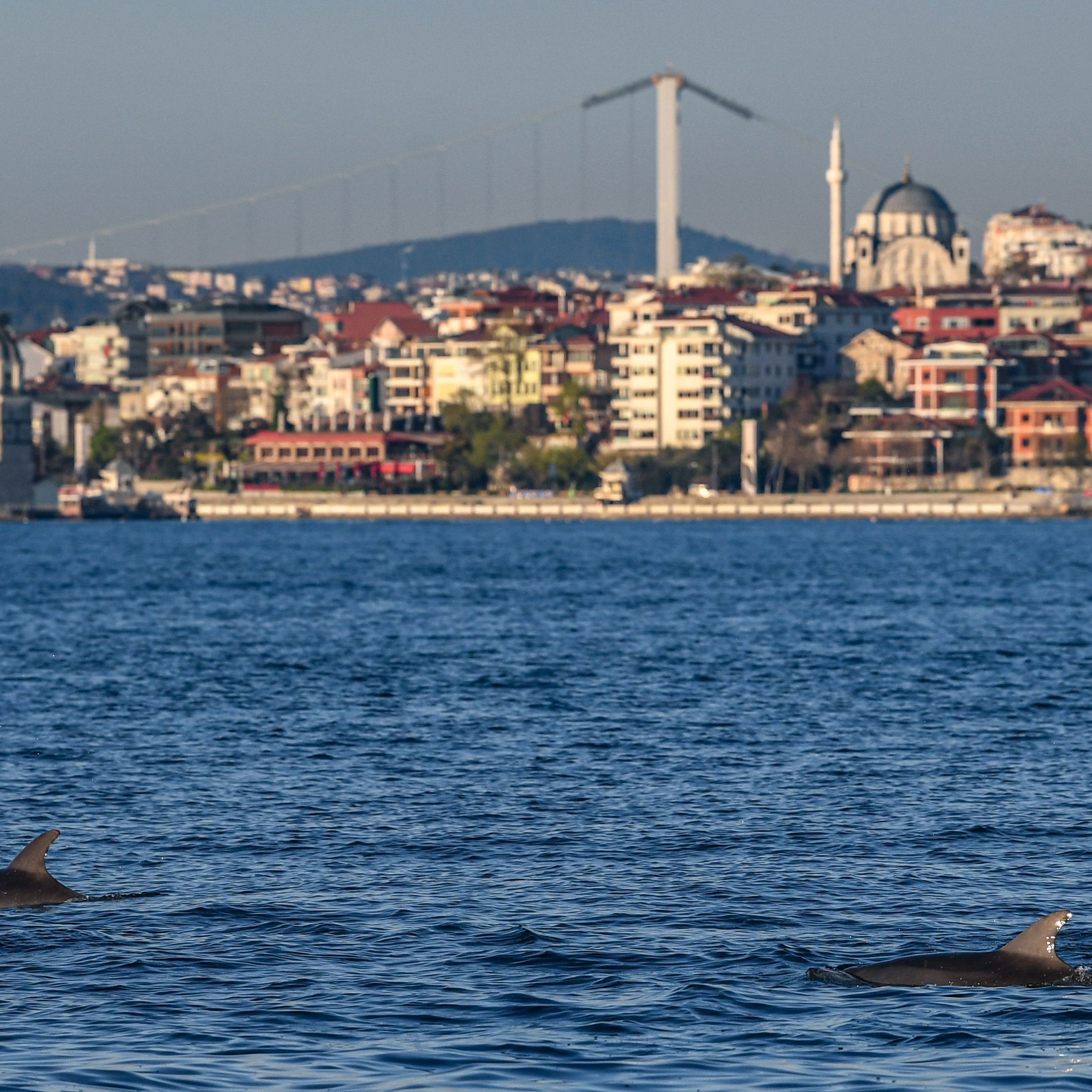 Wunderschön: Delfine am Bosporus.