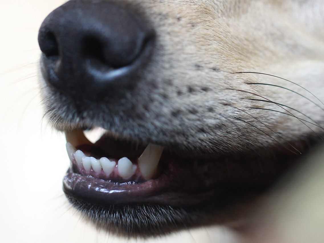 Die Polizistin wurde von dem Hund leicht an den Händen verletzt. Die Polizistin wurde von dem Hund leicht an den Händen verletzt.