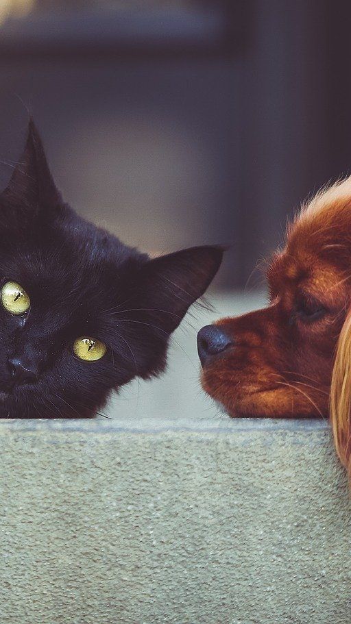 Die Wiener Tierheime bemerken in der Corona-Krise eine verstärkte Nachfrage nach Tieren.