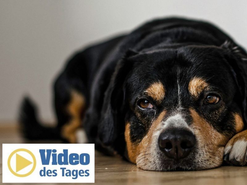 “Sparky” ist der faulste Hund der Welt Video des Tages VOL.AT