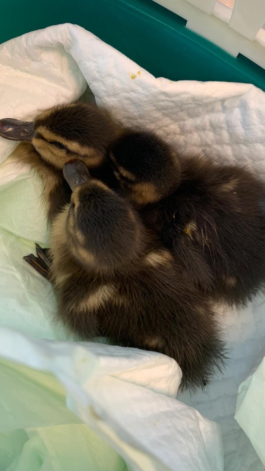 Die Entenfamilie wurde von der Autobahn gerettet.