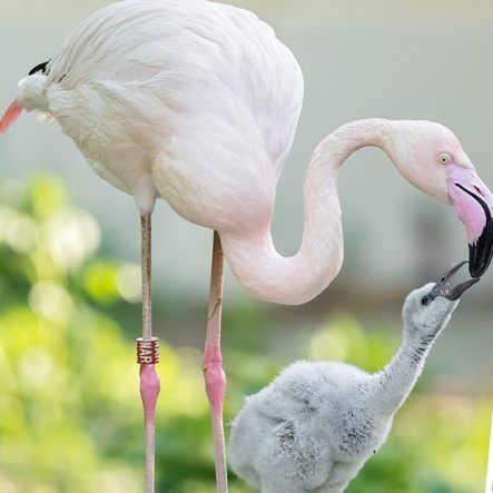 Erst im Alter von etwa drei Jahren färben sich die Flamingos rosa.