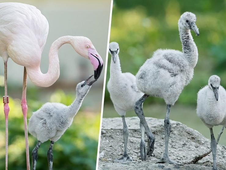 Erst im Alter von etwa drei Jahren färben sich die Flamingos rosa. Erst im Alter von etwa drei Jahren färben sich die Flamingos rosa.