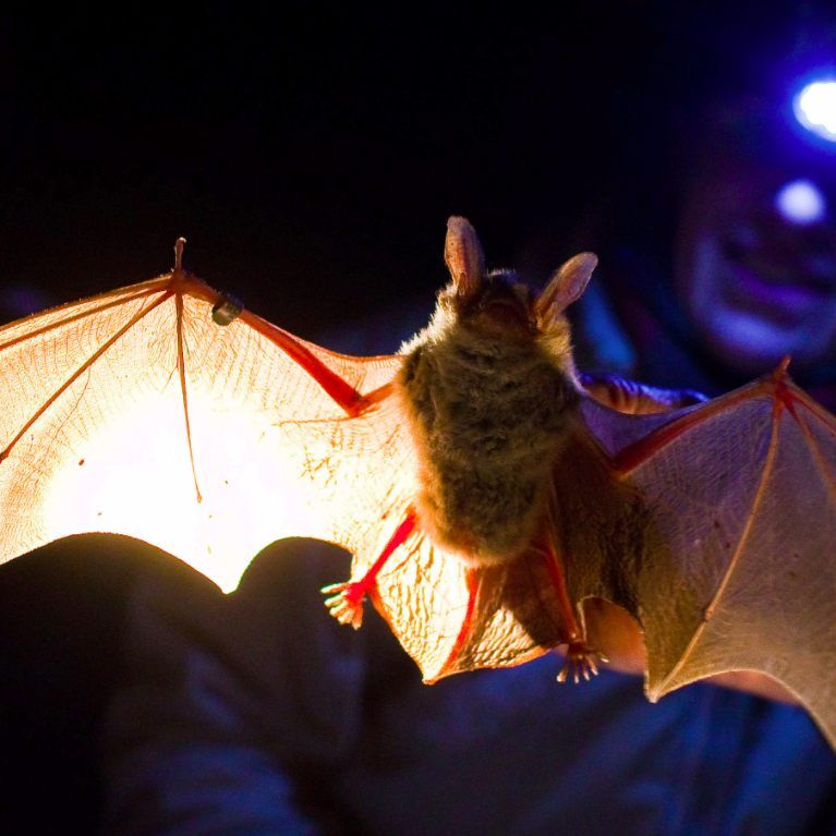 Gefährliche Virenüberträger.