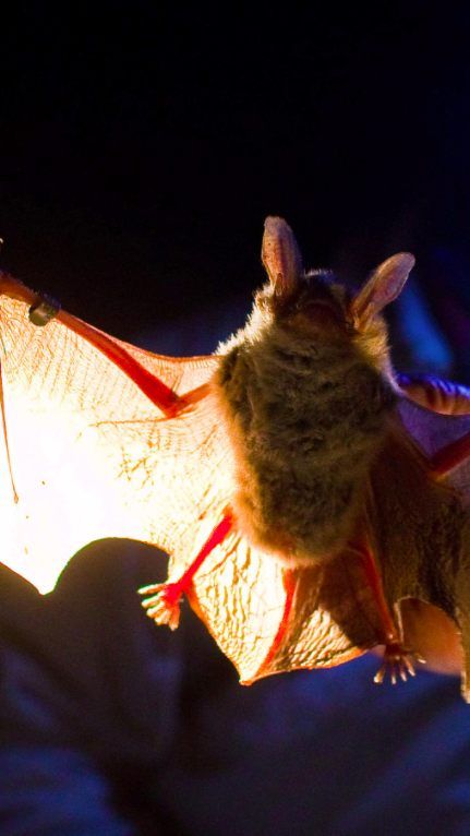 Gefährliche Virenüberträger.