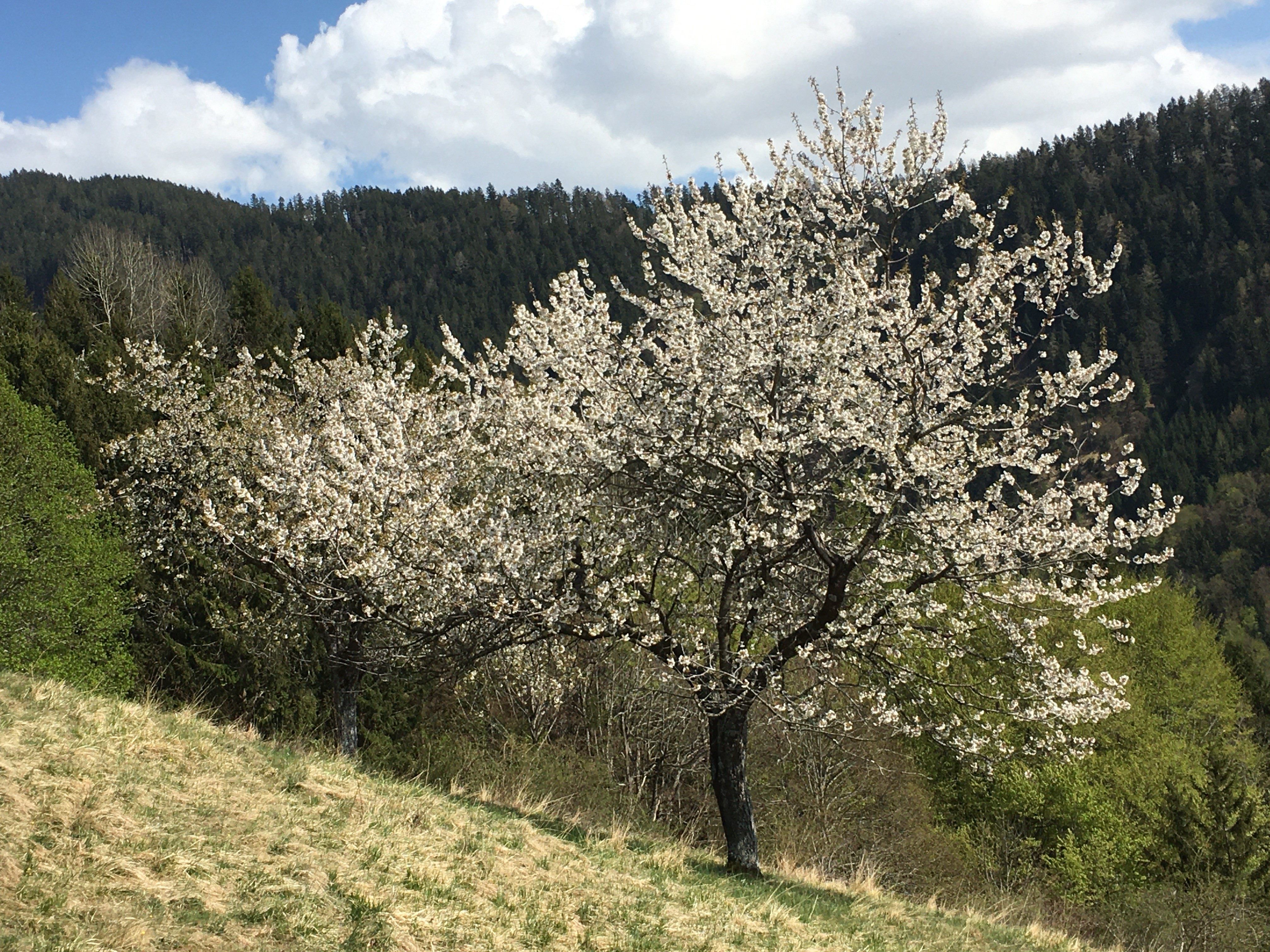 Blühende "Krias-Böm" in Fraxern.