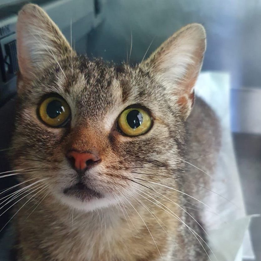 Katze Lizzy ist trächtig - und wurde einfach ausgesetzt