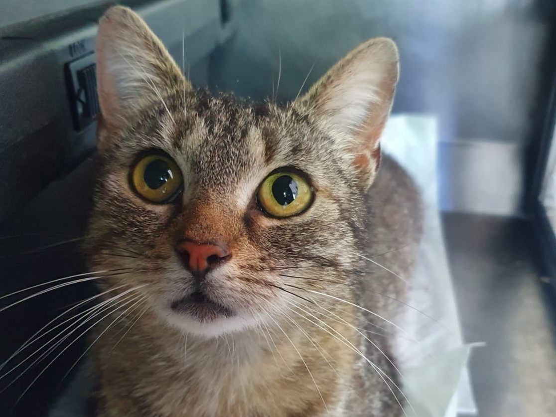 Katze Lizzy ist trächtig - und wurde einfach ausgesetzt Katze Lizzy ist trächtig - und wurde einfach ausgesetzt