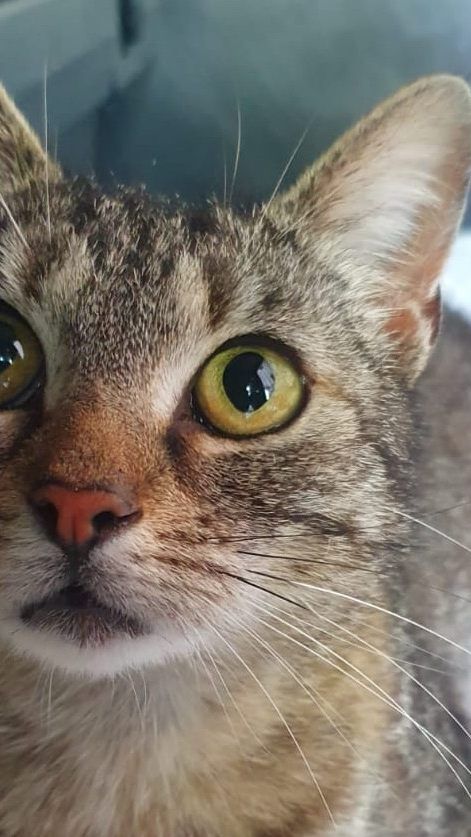 Katze Lizzy ist trächtig - und wurde einfach ausgesetzt