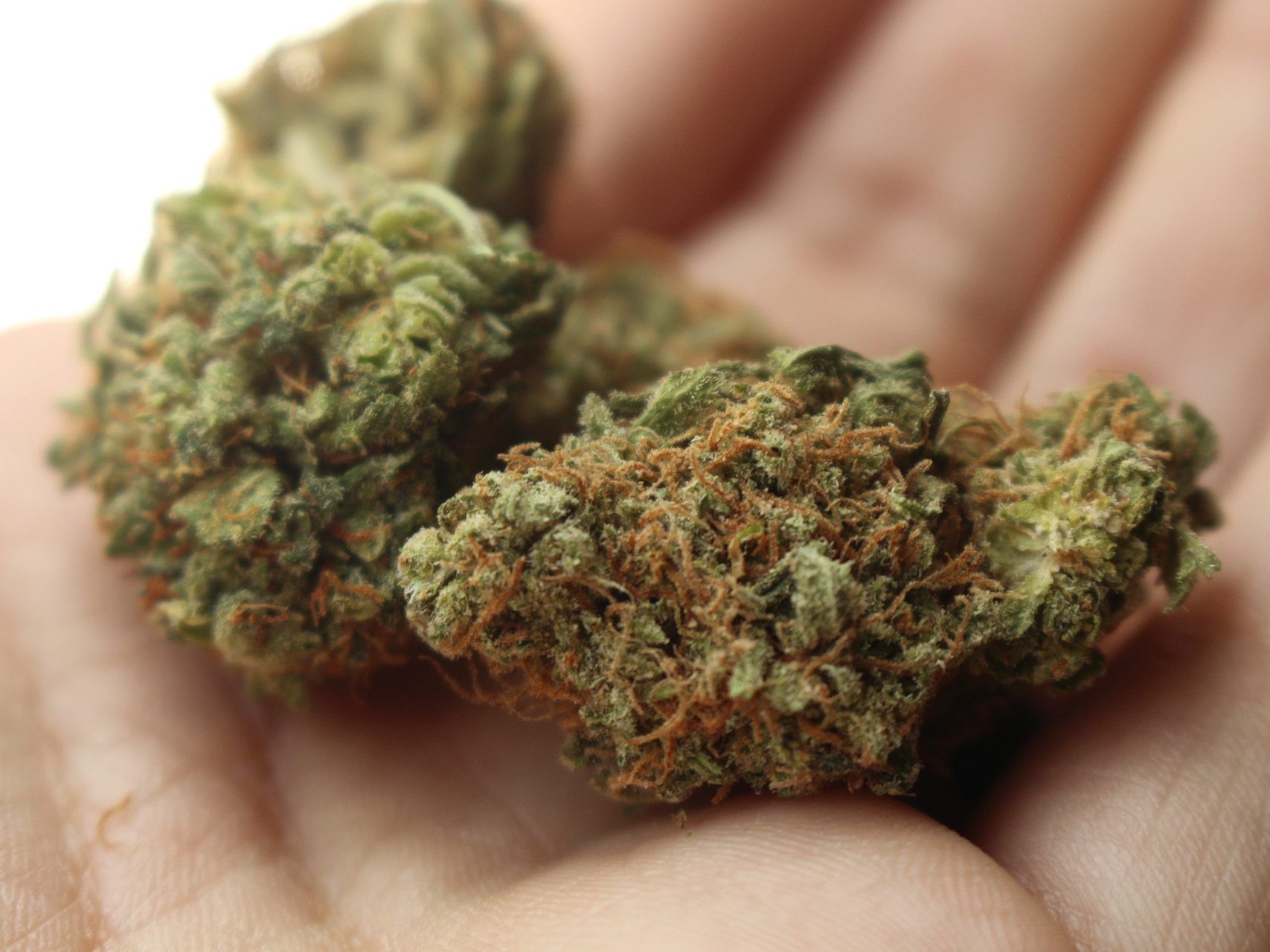 In der Wohnung des Österreichers konnten rund 350 Gramm Cannabis sichergestellt werden. In der Wohnung des Österreichers konnten rund 350 Gramm Cannabis sichergestellt werden.