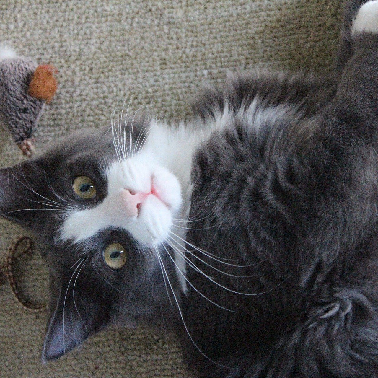 Spielen mit Katze und Hund kann bei der Rückkehr in die "neue Normalität" helfen