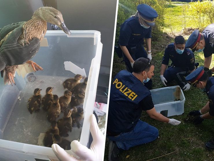 Die Entenfamilie wurde von den Polizisten zum Wienerberg-Teich gebracht.