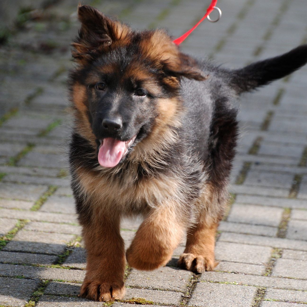 Hundehalter in spe können den erforderlichen Sachkundekurs nun online absolvieren