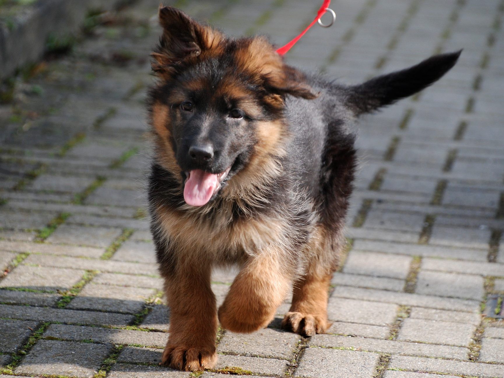 Hundehalter in spe können den erforderlichen Sachkundekurs nun online absolvieren Hundehalter in spe können den erforderlichen Sachkundekurs nun online absolvieren