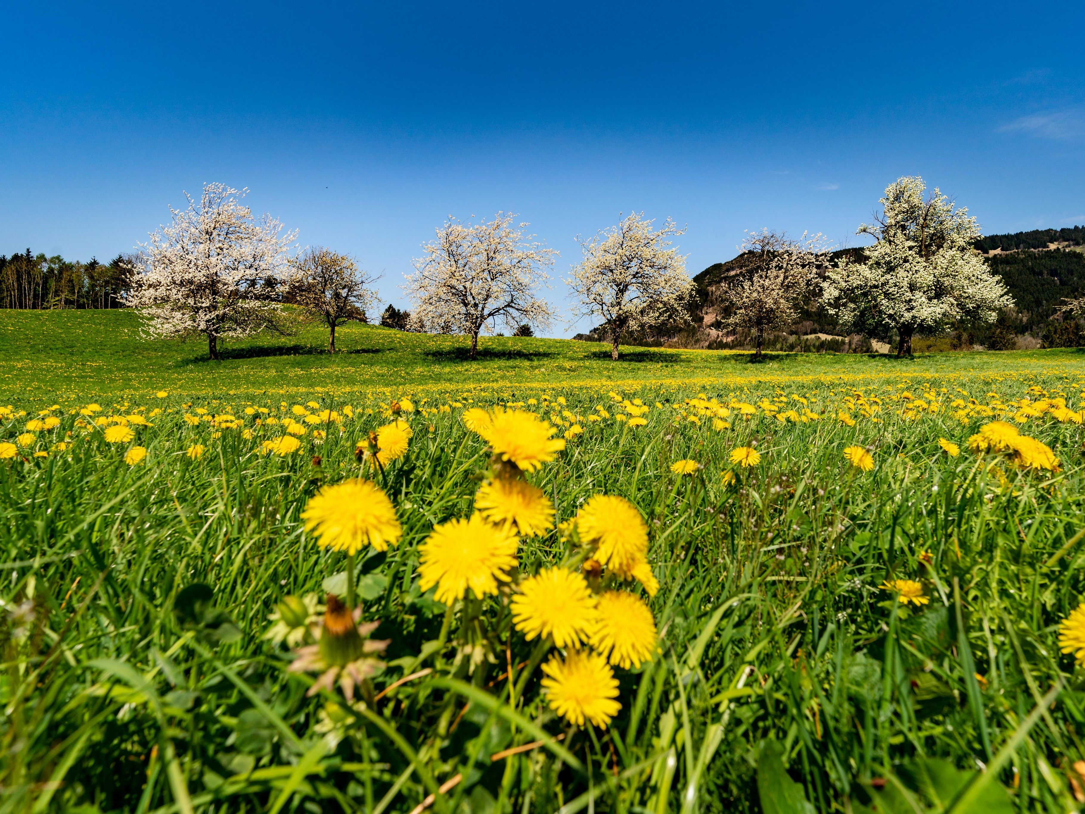 Der Frühling gewinnt immer mehr die Oberhand.