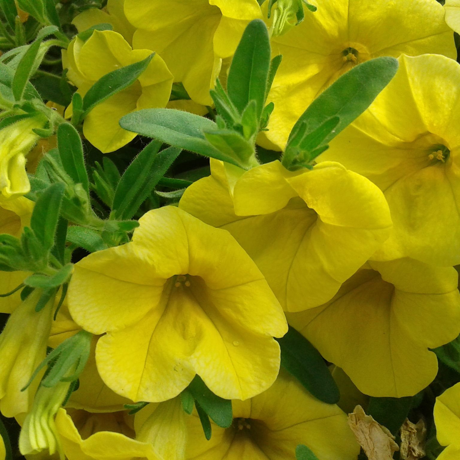 Ein Garten darf farbenfroh sein.