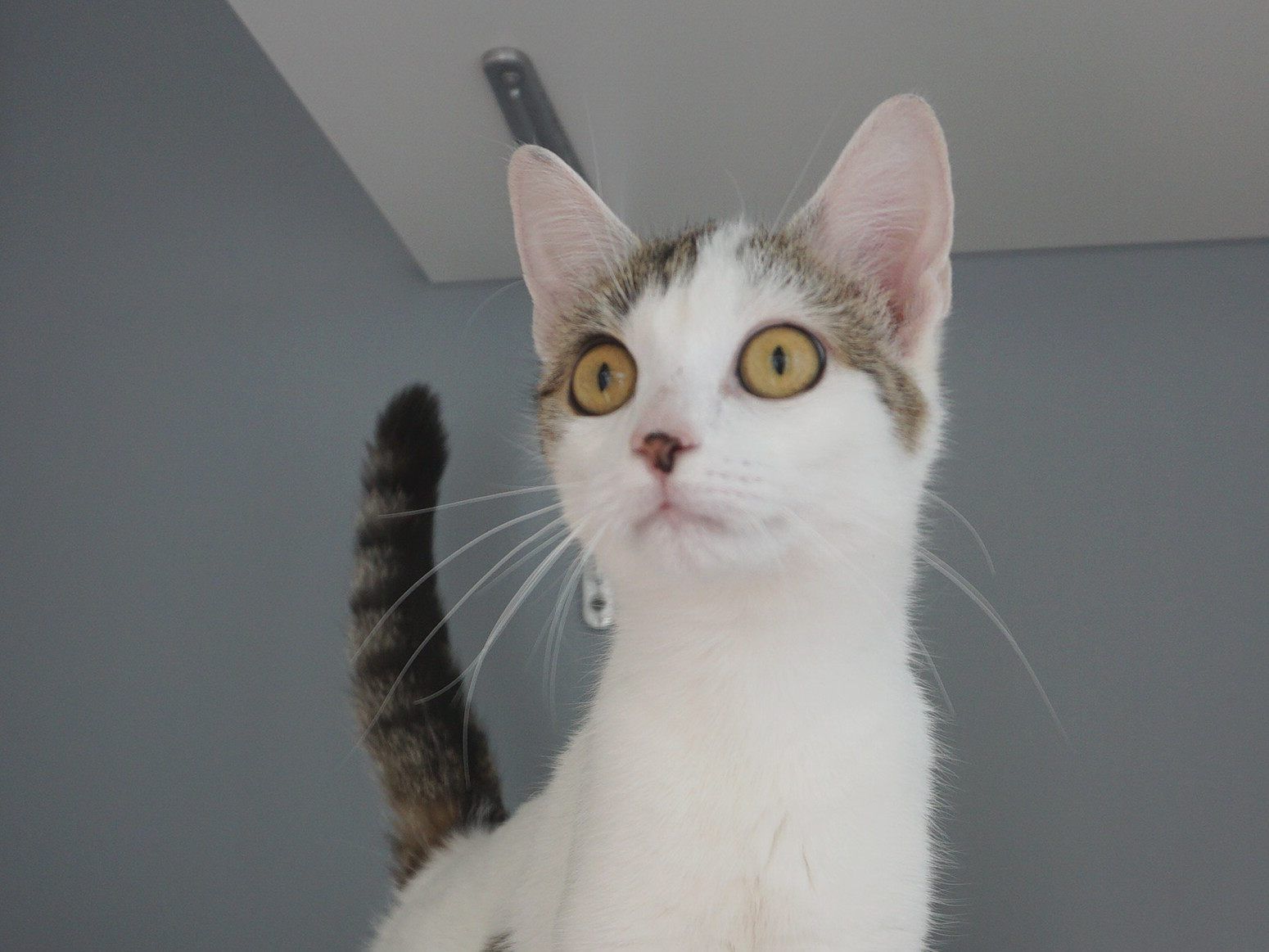 Wem gehört diese Katzendame?