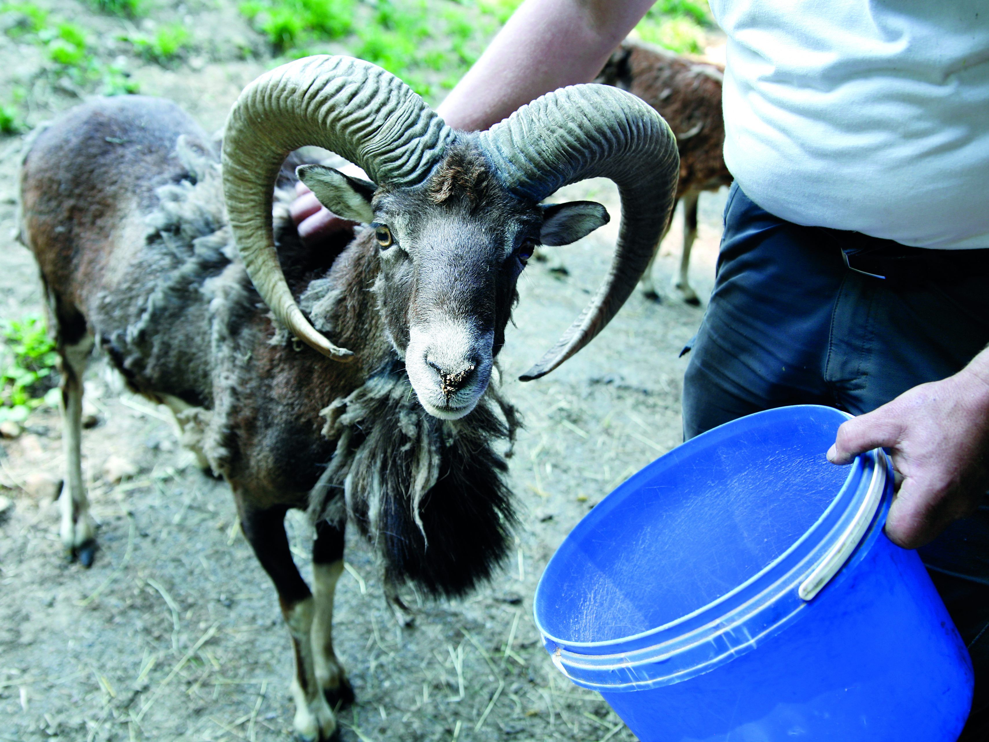 Wildpark Pfänder