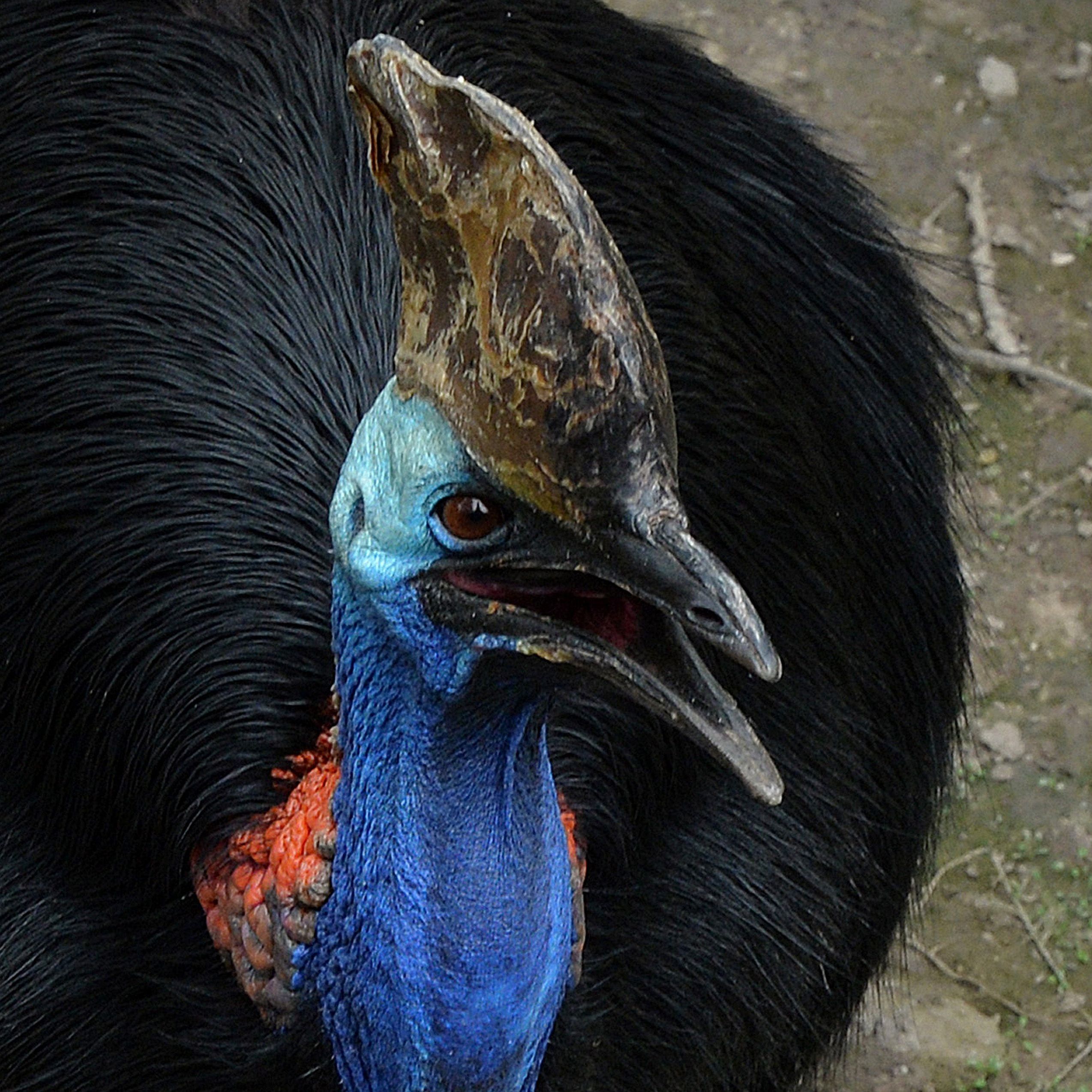 Kasuare sind eine vom Aussterben bedrohte Art, die es fast unmöglich macht, einen Partner zu finden.