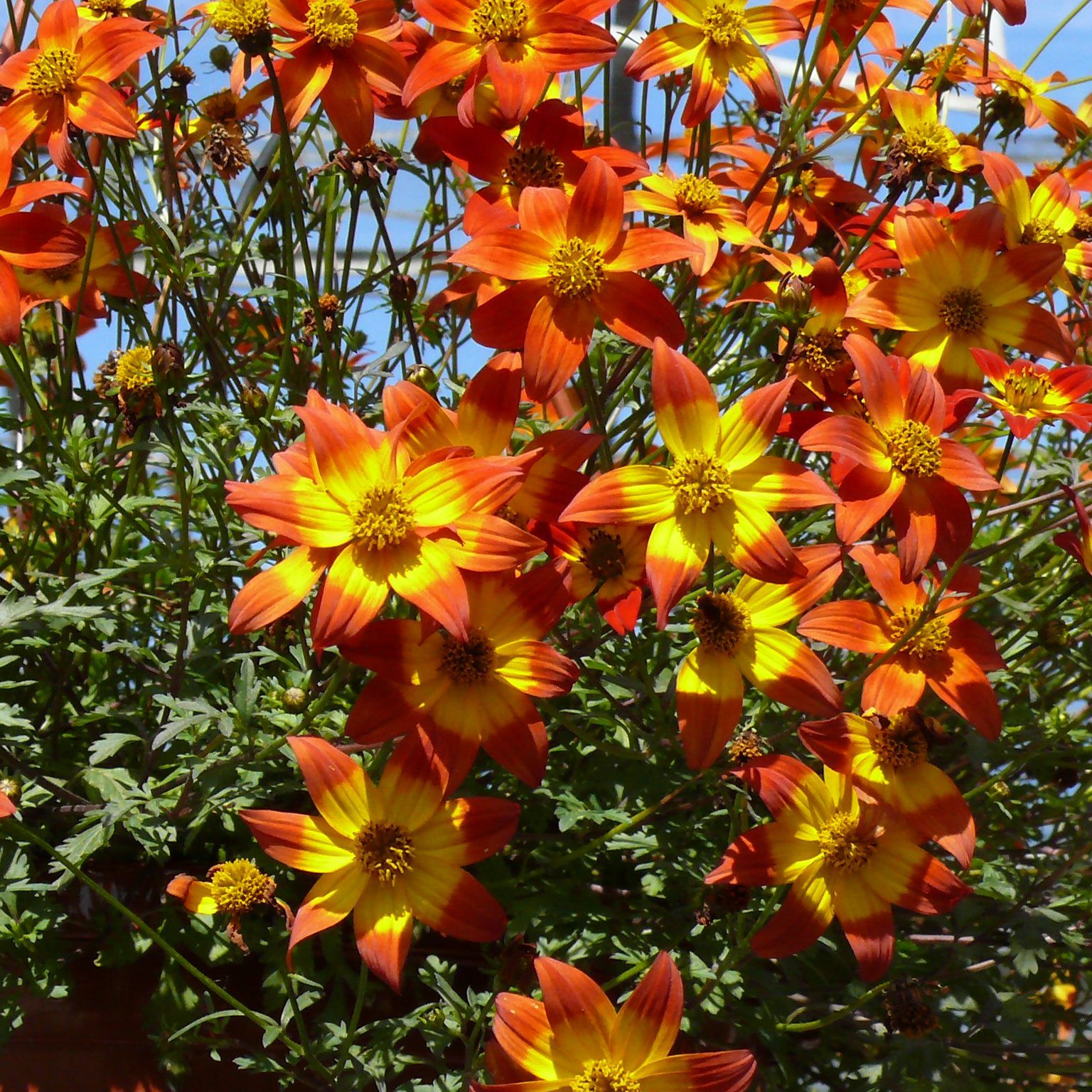 Farbenfroh startet die schönste Gartenzeit des Jahres.