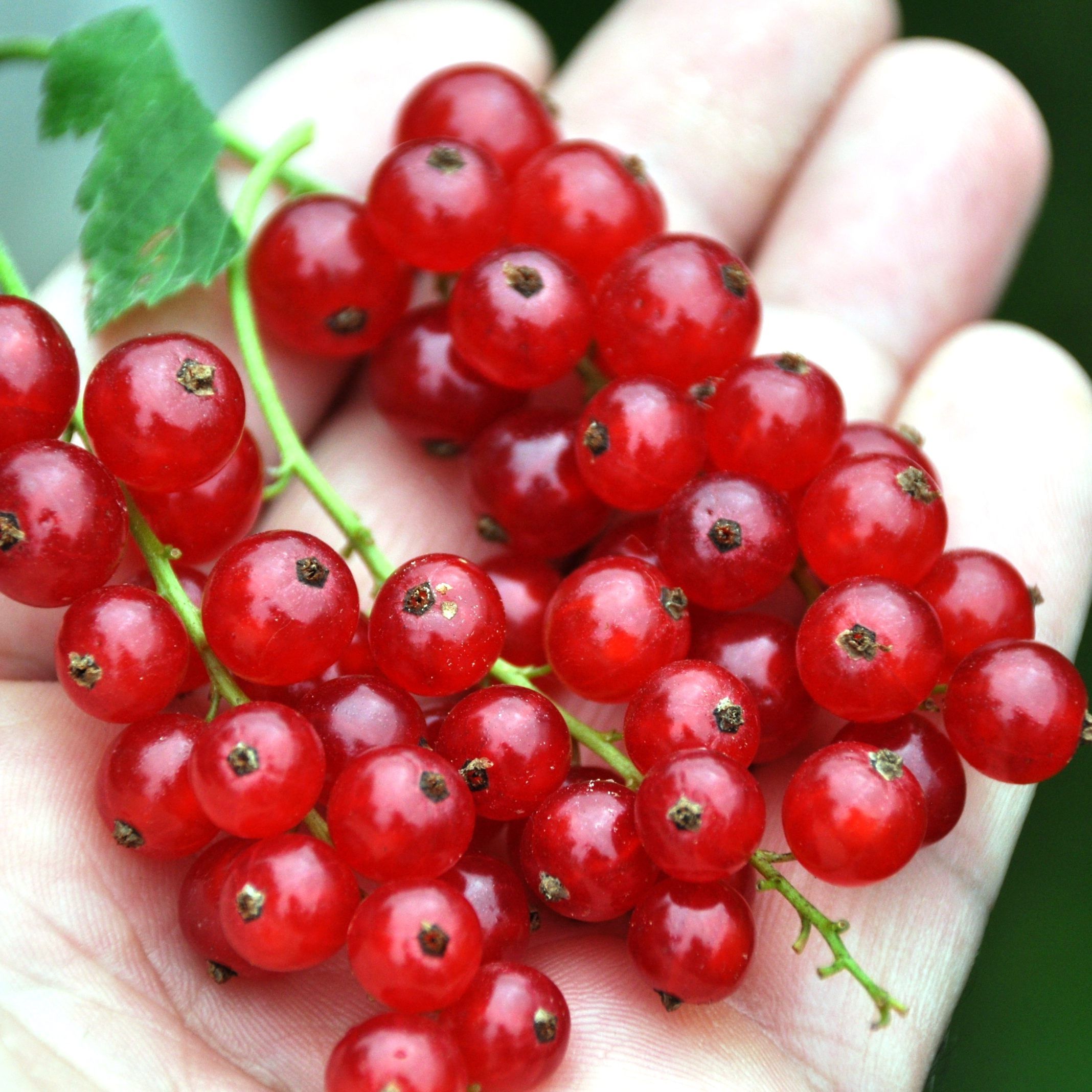 Beeren schmecken nicht nur gut, sondern stecken voller ­gesunder Inhaltsstoffe.