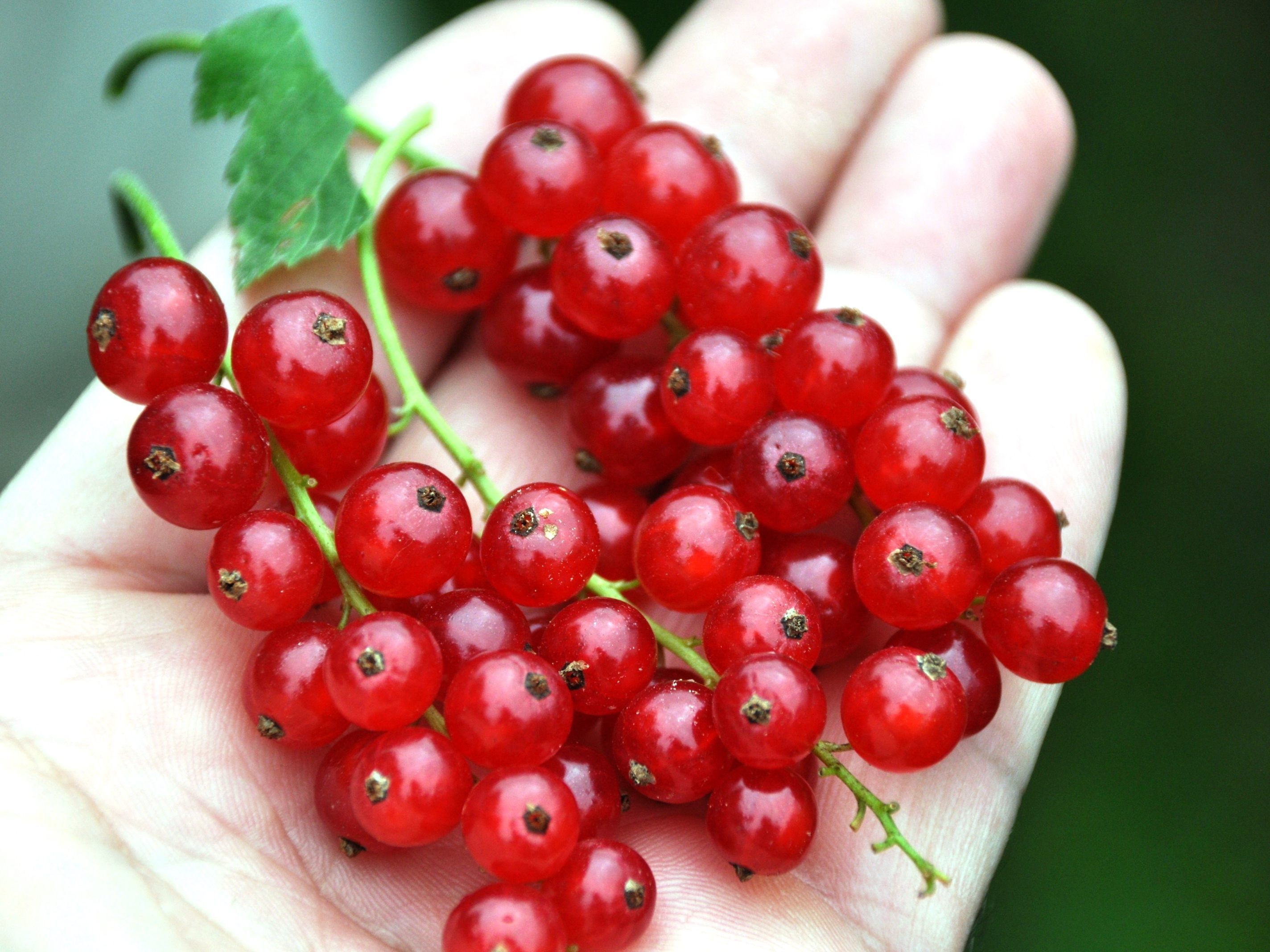 Beeren schmecken nicht nur gut, sondern stecken voller gesunder Inhaltsstoffe. Beeren schmecken nicht nur gut, sondern stecken voller gesunder Inhaltsstoffe.