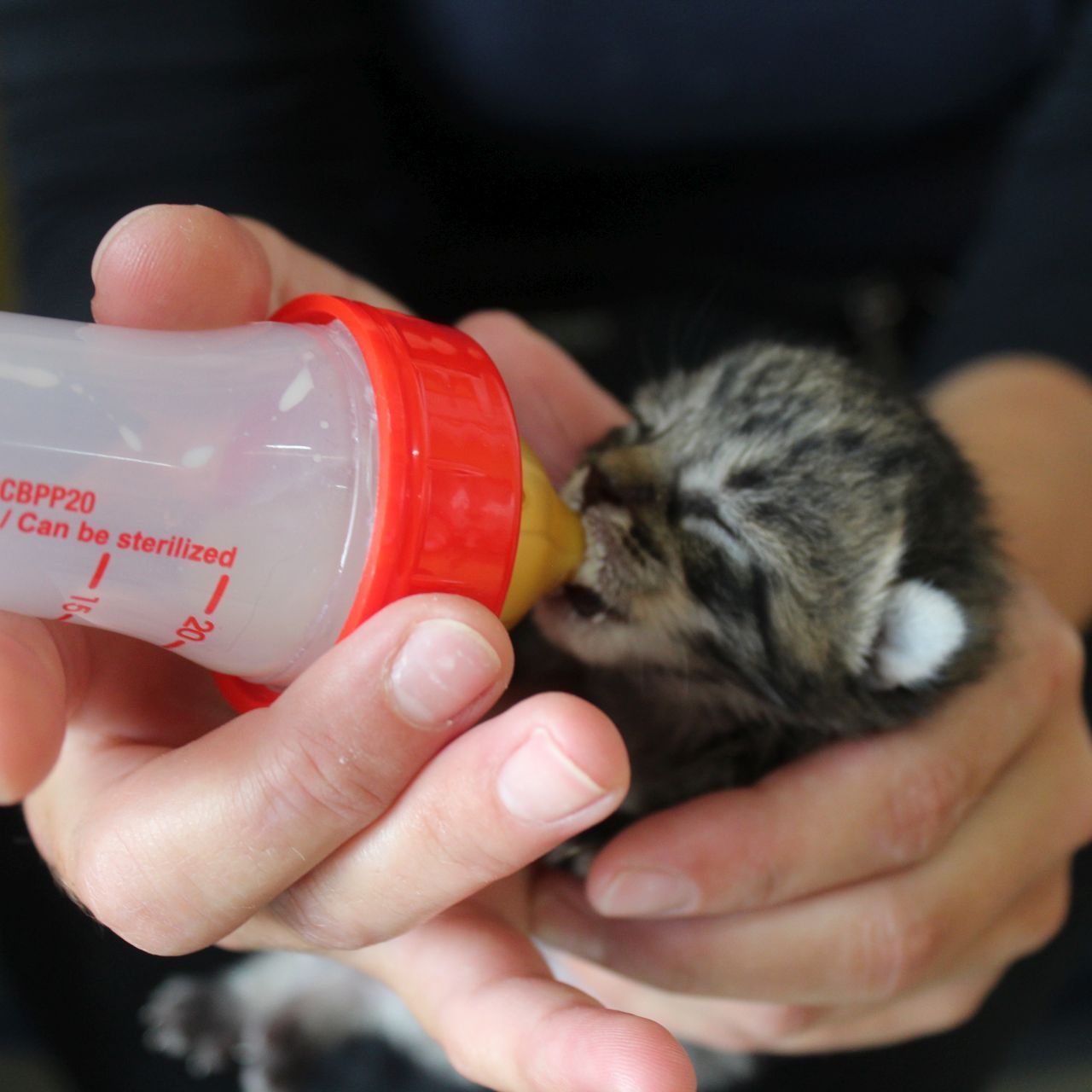 Drei Katzenbabys wurden allein und verlassen in einem Garten entdeckt und werden nun im Wiener Tierschutzverein versorgt
