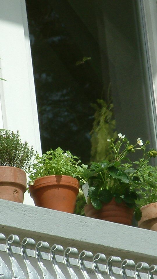 Gegen - oder besser für - fast alles ist ein Kraut gewachsen.