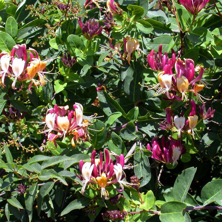 Ein Plätzchen zur Erholung zwischen einer Vielzahl an Pflanzen.