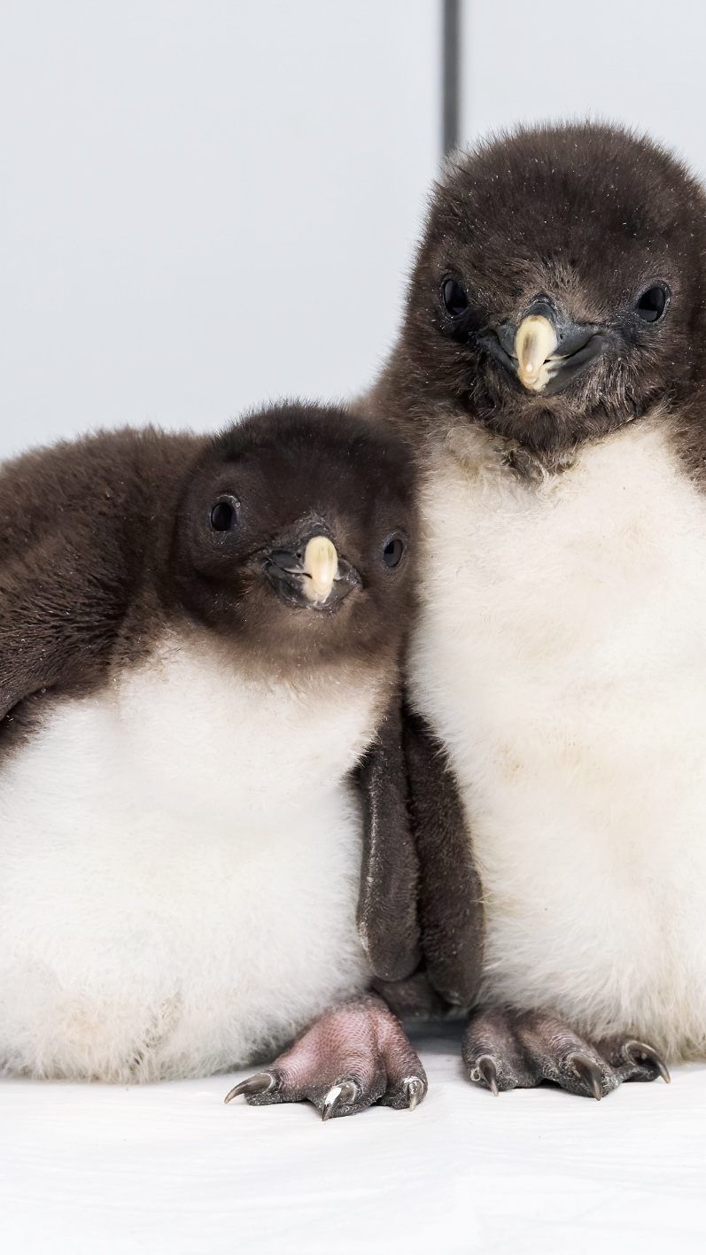 Diese süßen Felsenpinguin-Babys sind ab Freitag in Schönbrunn zu sehen