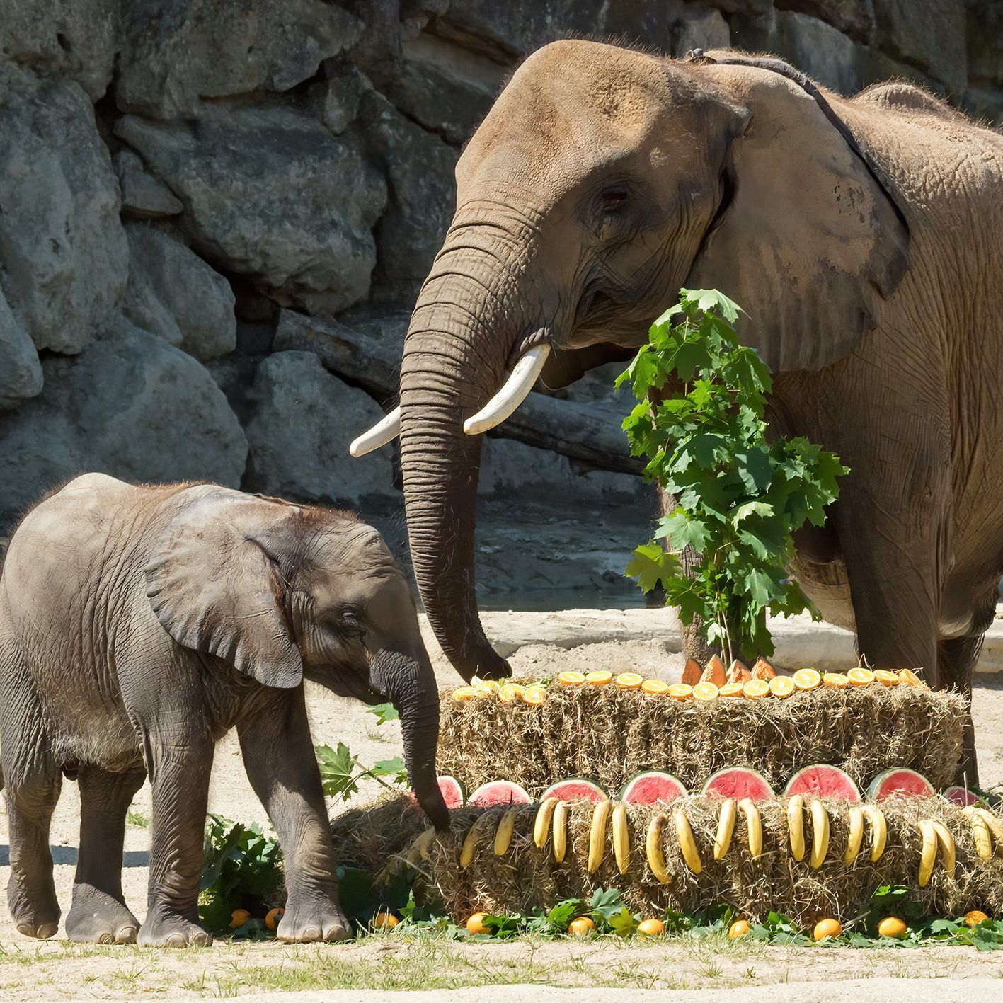 Kibali vernascht mit Mama