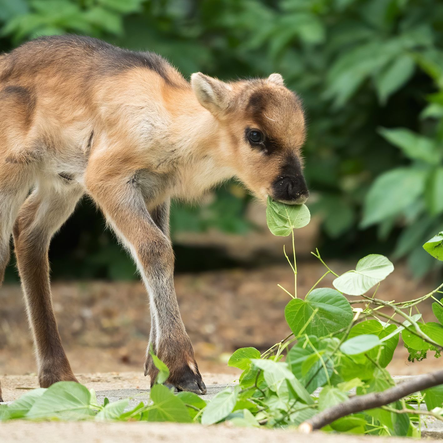 Im Tiergarten Schönbrunn gibt es Baby-Rentiere zu sehen