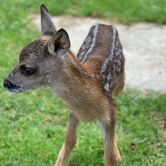 Das kleine Rehkitz wurde beim WTV wieder aufgepäppelt und kann sobald als möglich ausgewildert werden