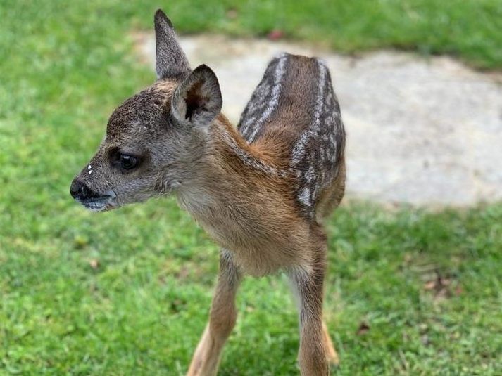 Das kleine Rehkitz wurde beim WTV wieder aufgepäppelt und kann sobald als möglich ausgewildert werden