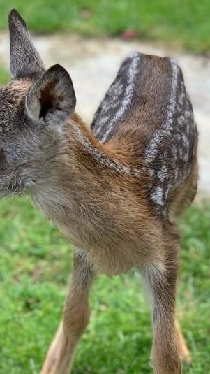 Das kleine Rehkitz wurde beim WTV wieder aufgepäppelt und kann sobald als möglich ausgewildert werden