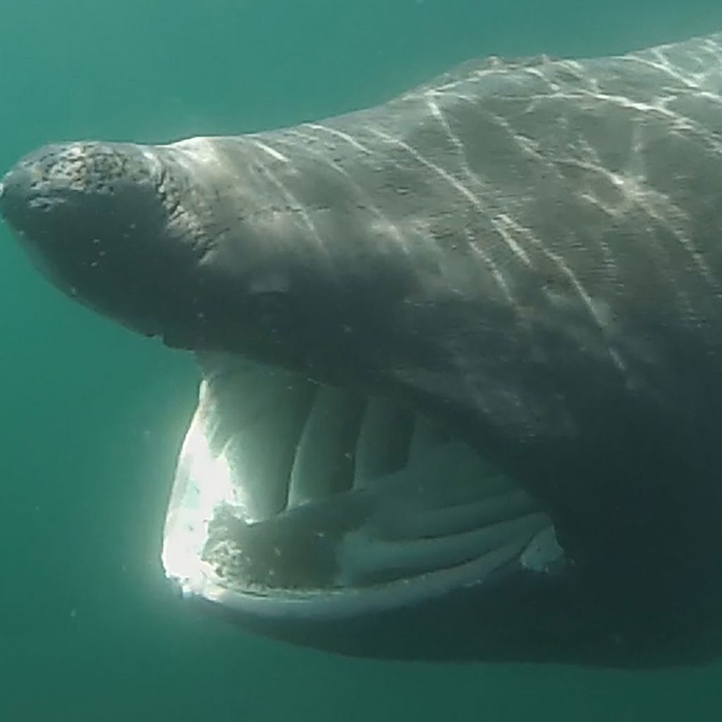 Der Riesenhai ernährt sich von Plankton.