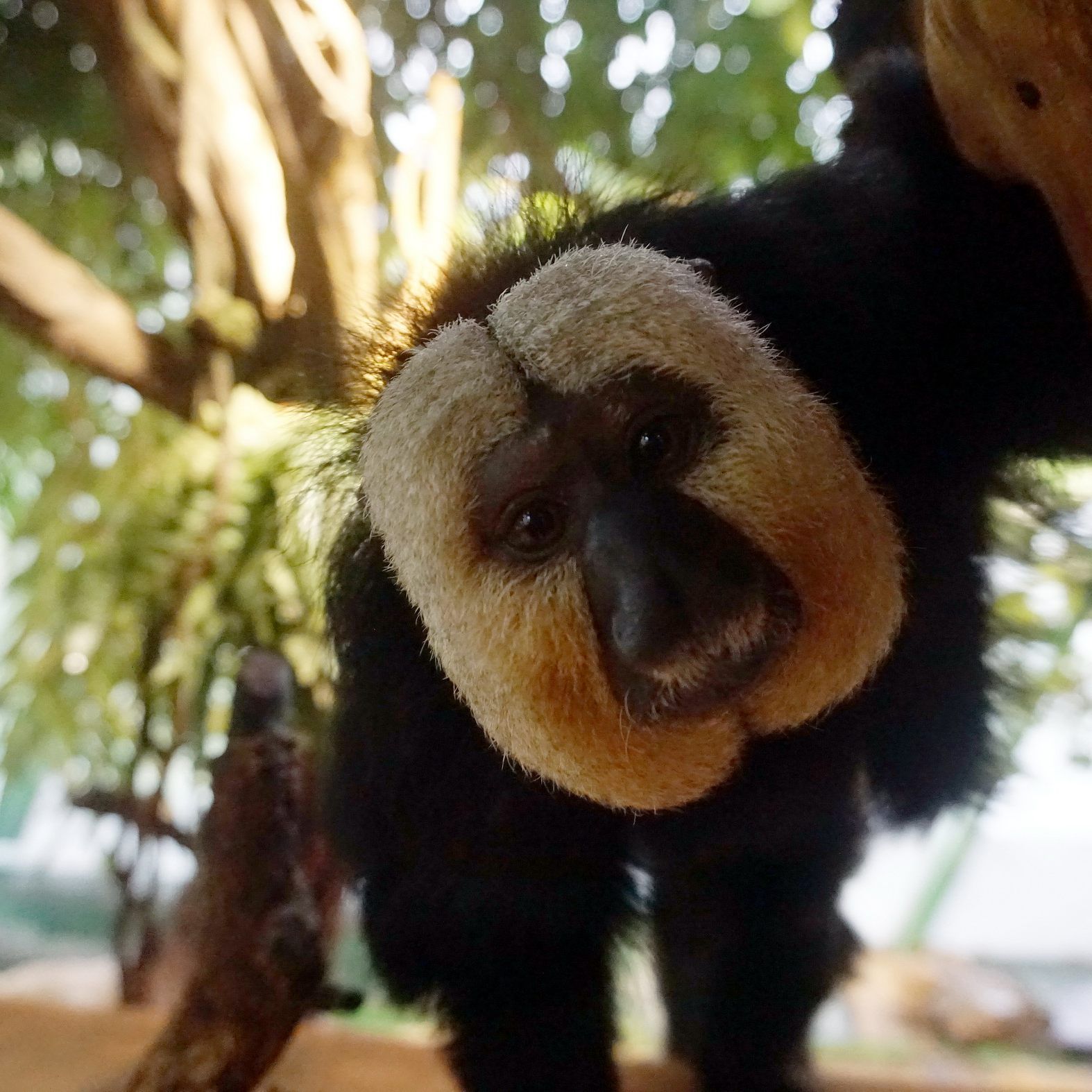 Auch die Tiere im Haus des Meeres freuen sich schon wieder sehr auf Besucher