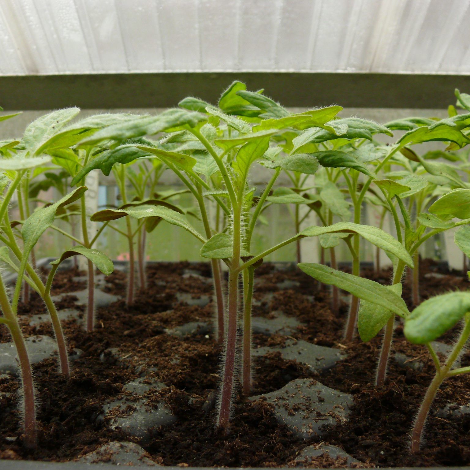 Setzlinge im Kleingewächshaus.