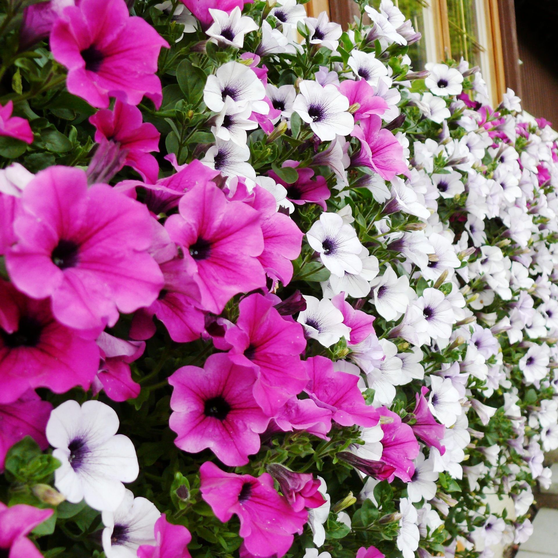 Mit den richtigen Tipps kann auf dem eigenen Balkon aber ein wahres Blumenmeer entstehen.